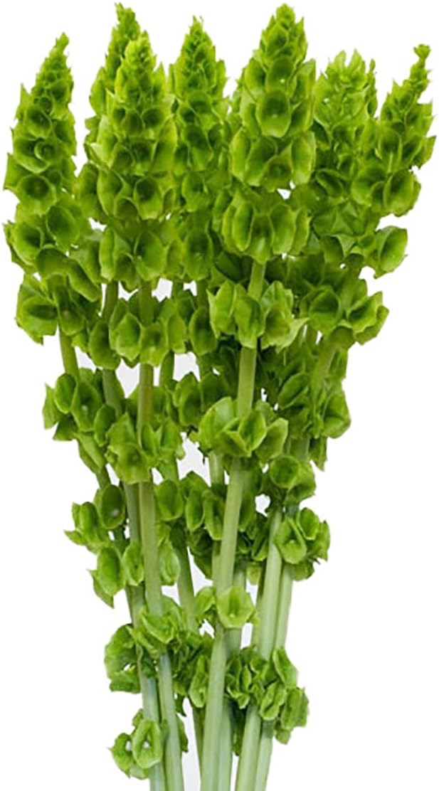 Bells of Ireland Seeds - Great Addition to Flower Borders - Approximately 150 Seeds (Pack of 2)