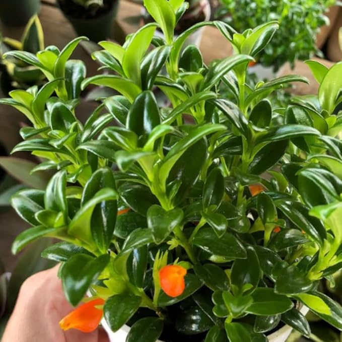 Goldfish Plant Live, Trailing Indoor Houseplant in 4 Inch Pot for Hanging Planters