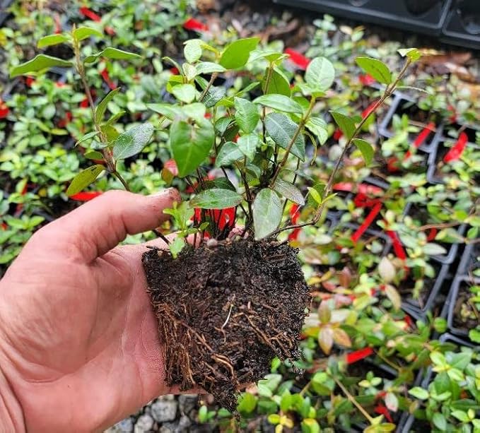 (3) - Asian Jasmine Vine - Starter Plants (4in) - (Pack of 3)