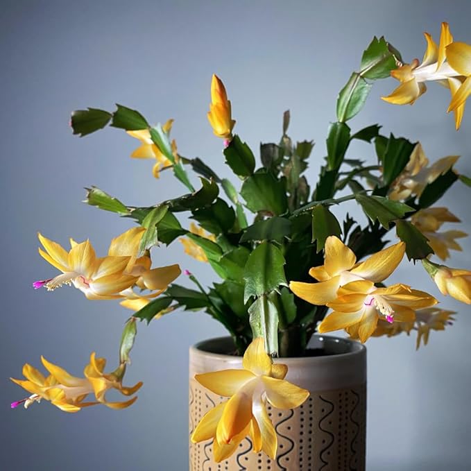 2 Yellow Christmas Cactus Plants, Thanksgiving Cactus 3-6 Inch Tall, Winter Succulents Flowers Container Hanging Basket Indoor Outdoor Planting