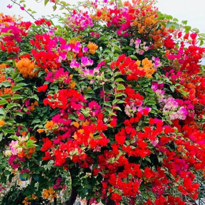 2 Bougainvillea Plants Live, Trailing Flowering Vines, 5-9” Tall, Well-Rooted Bougainvillea Trees for Outdoor Garden or Patio (Mix Bougainvillea)