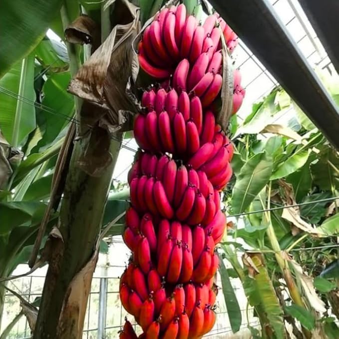 Red Banana Plant Live for Planting, Banana Trees Live Plants for Outdoor Indoor Planting, Cold Hardy, 4-7" in Tall, No Pot, Musa Plant
