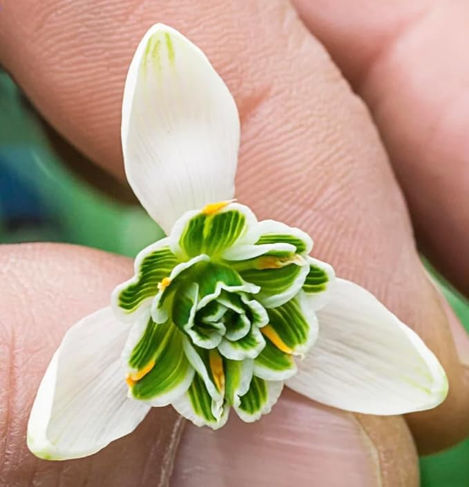 5 Double Snowdrops Bulbs - Top Size - Earliest Spring Blooms Thrive in Shade and Partial Sun - A Rare and Potected Specie in Holland