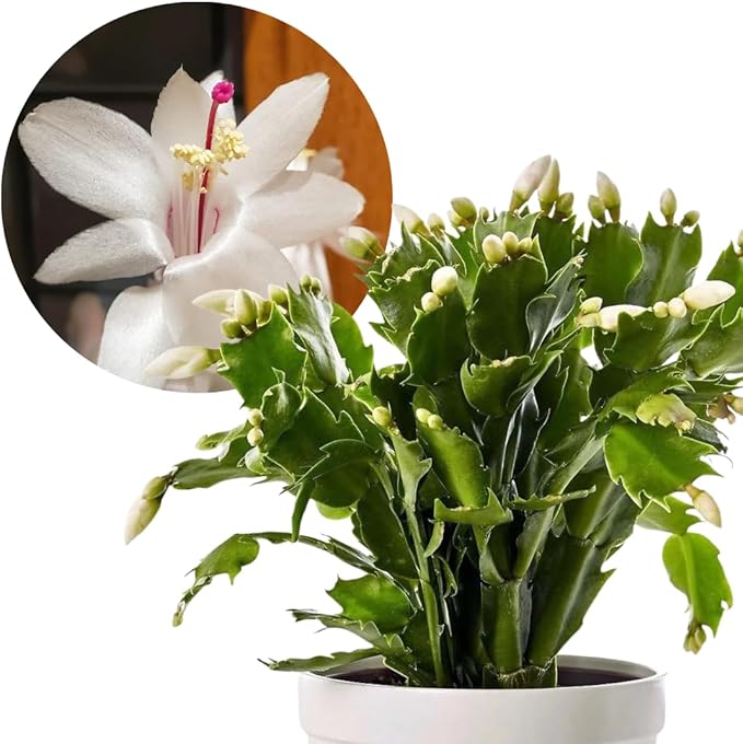 2 Christmas Cactus Plants Live, Starter Holiday Thanksgiving Cactus Plant for Indoor Outdoor Houseplants, Fasle Easter Cactus Plants Like, Cold Hardy, 5-9" in Tall, No Pot (White)