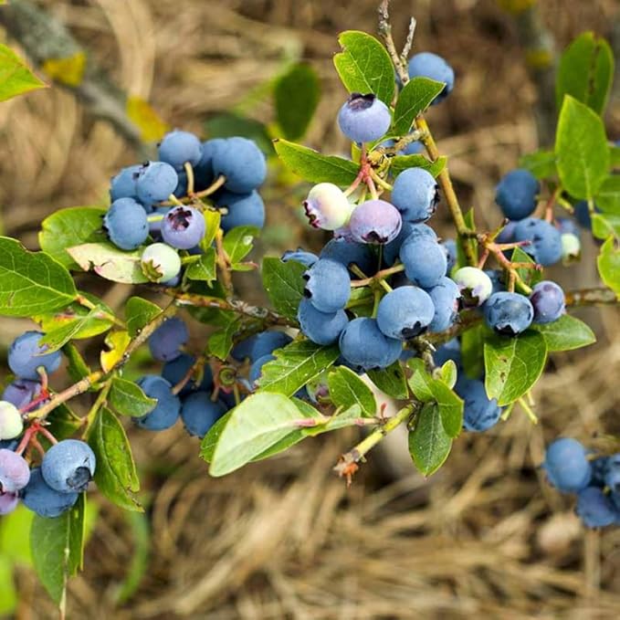 Elliott Blueberry Plant Live for Planting, 4-8 Inch Tall Starter Plant, Hardy Blueberry Bush for Garden or Patio