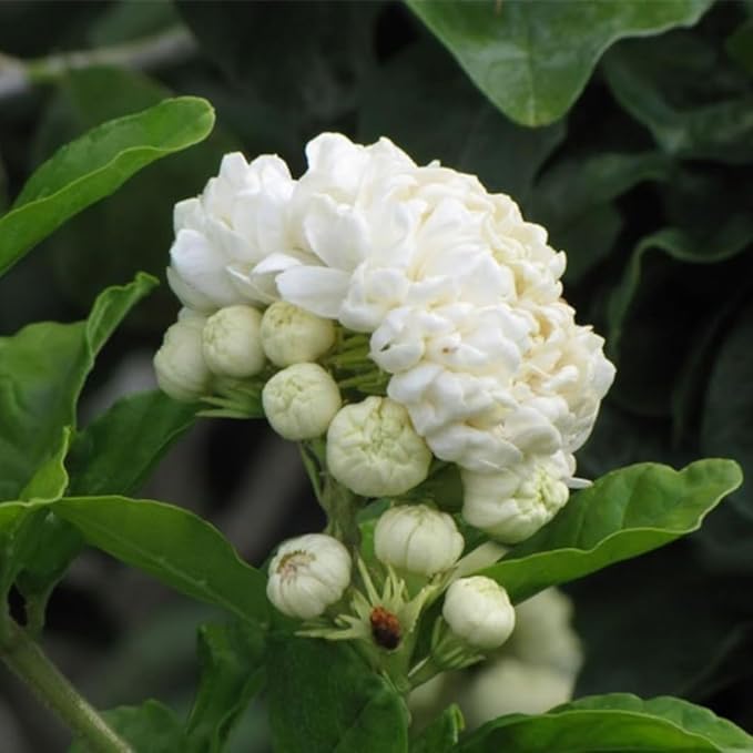 3 Grand Duke of Tuscany Jasmine Plants Live, 5 to 8 Inches Tall, Arabian Jasmine Vine Plant for Gardening and Outdoor Patio