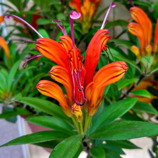 Yellow Lipstick Plans Live Houseplants in Pot, Aeschynanthus Yellow-Orange Flower Vine Décor Office, Desk Indoor Outdoor Growing