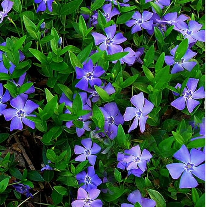 250 Vinca Plants, Vinca Minor Ground Cover Plants Periwinkle Plant Live, 8 to 10 Inc Tall, Vinca Well Rooted for Garden