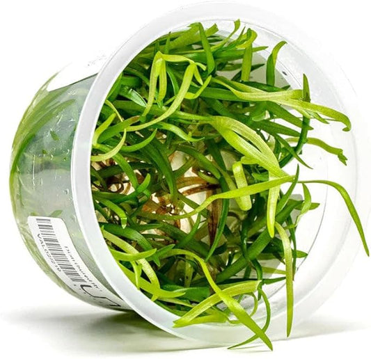 SubstrateSource Live Plant - Vallisneria Spiralis (Vallisneria spiralis) - Background Rosette, Snail-Free in Vitro Aquarium Plant - Tissue Culture