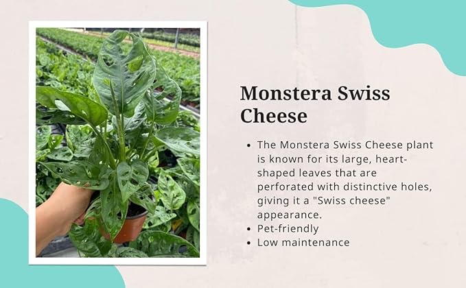 CoollectivePlants Monstera Swiss Cheese – Live Monstera Plant in 4″ Grower’s Pot, Easy Care and Low Maintenance Indoor Houseplant, Includes UniHeat Pack for Winter Protection