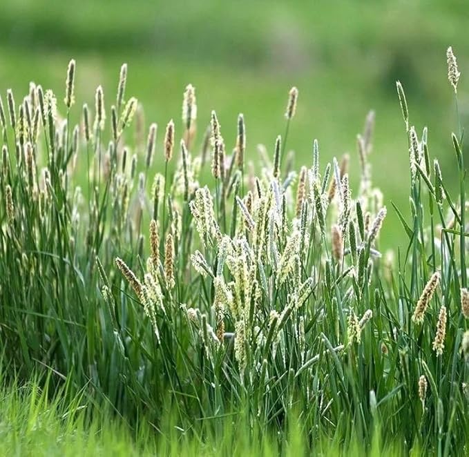 Climax Timothy Grass Seeds, 5 Pounds Pack by Seeds2Go