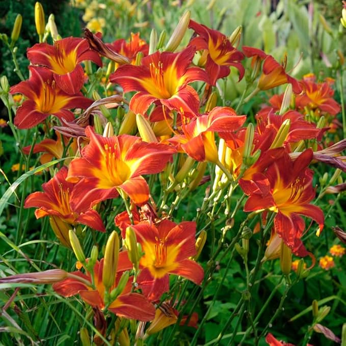 3 Wild Orange Daylily Bulbs for Planting, Reblooming Daylilies Roots, Hardy Perennial Flowers Bulbs, Gardens and Borders Planting