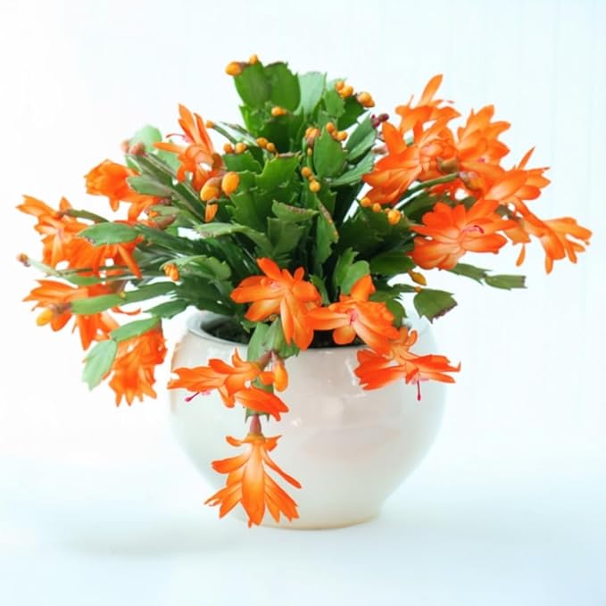 True Thanksgiving Cactus Plant Live in 4" Pot, Ready to Bloom, Holiday Christmas Cactus Plants Live, Vibrant Blooms (Red Orange)