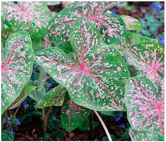Pink Beauty Caladium Bulbs - One Top Size Bulb - Gorgeous Pink and Green Foliage - Hardy in Zones 9-11 - Ideal for Gardens and Pots - Vibrant Caladium Plants