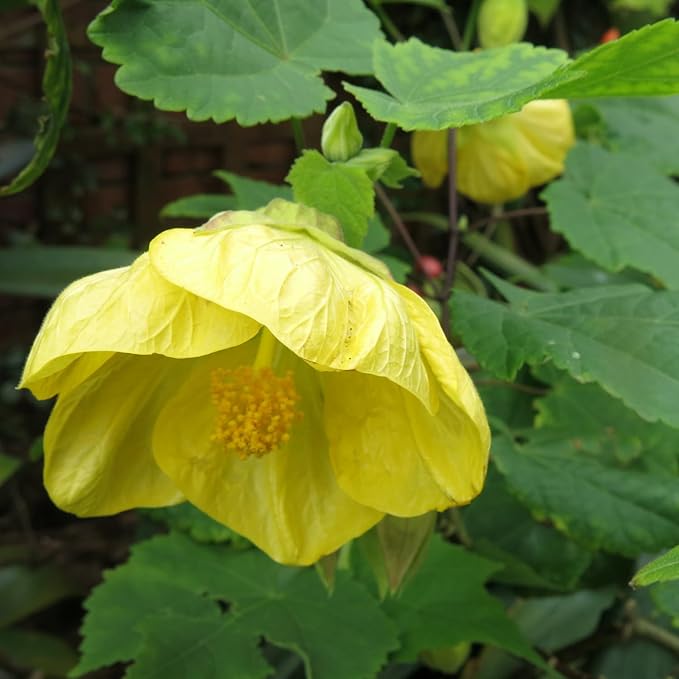 2 Abutilon Plants Live 5-8 Inches Tall - Abutilon Lantern Trailing Hanging Flower Vine Perfect for Enhancing Your Indoor Outdoor Garden (Yellow)