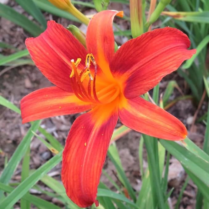3 Orange Daylily Bulbs for Planting, Reblooming Daylilies Bulbs, Perennial Flowers Bulbs