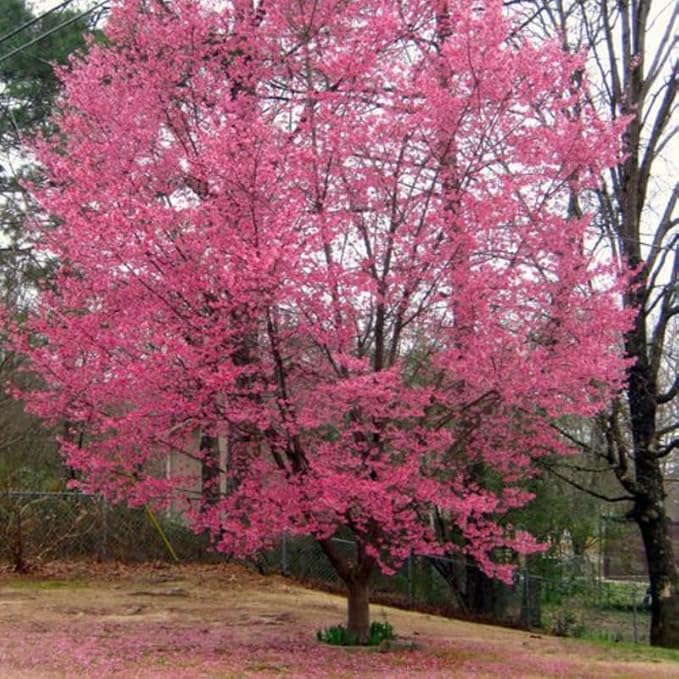 Cherry Blossom Tree, Dark Pink Cherry Tree Live Plant, 6-12 Inch Tall in 2.5 Inch Pot, Dormant in Winter