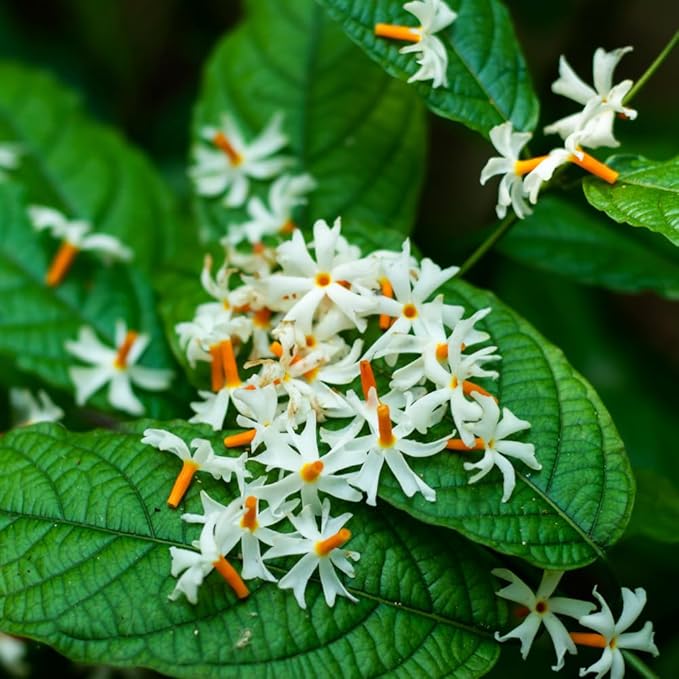Jasmine Plant, Fragrant Jasmine Flower Vine 4-8 Inches Well Rooted for Container, Hanging Basket Growing (Blooming Night)