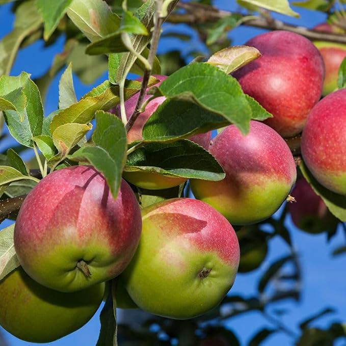 McIntosh Apple Tree, 1 Gallon Live Nursery Pot - Sweet-Tart Fruit | Arbor Day Foundation (Due to Agricultural Laws, Unavailable to CA, WA or AZ)
