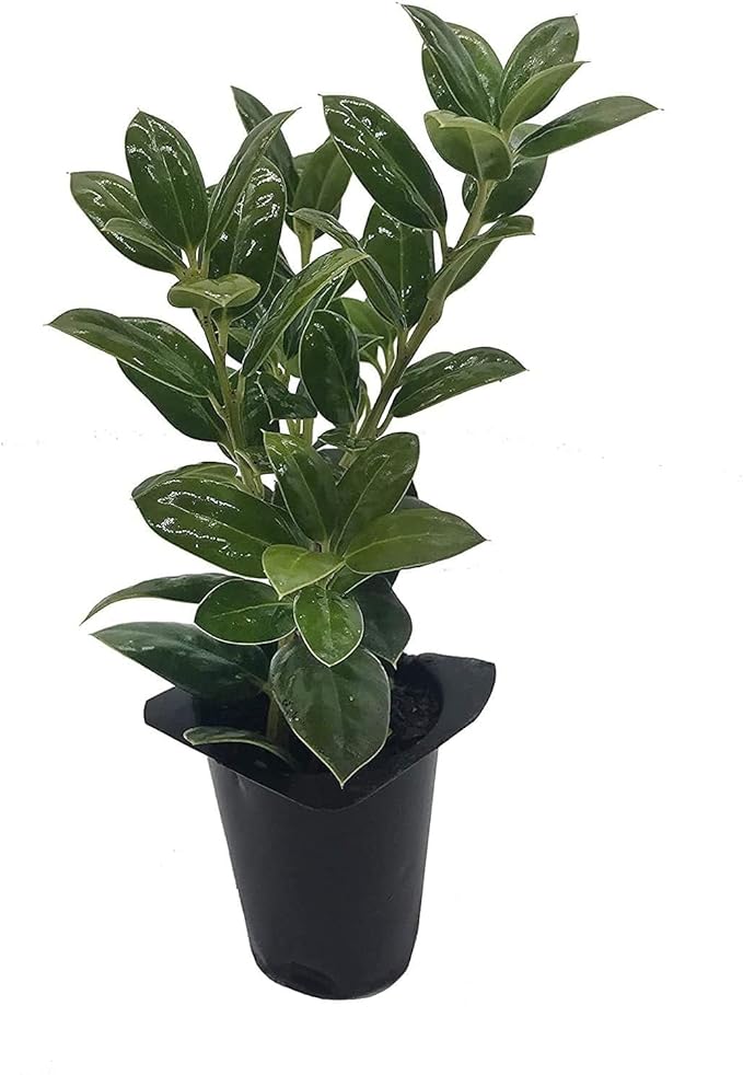 Dwarf Burford Holly - 3 Live Plants - Ilex Burfordi Evergreen Hedge Red Berries Tree Shrub