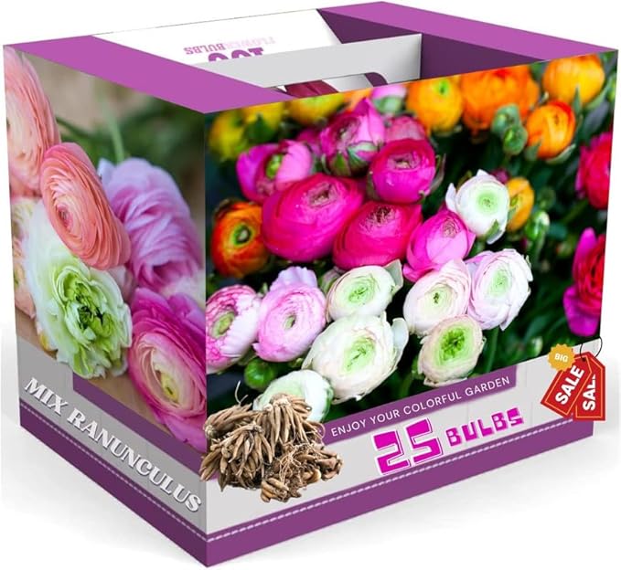 Ranunculus Bulbs for Planting, 25 Mix Ranunculus Bulbs for Fall Planting, French Peony Ranunculus Corms Bulk Ranunculus Flowers Buttercups, Butterfly Ranunculus Bulbs to Grow