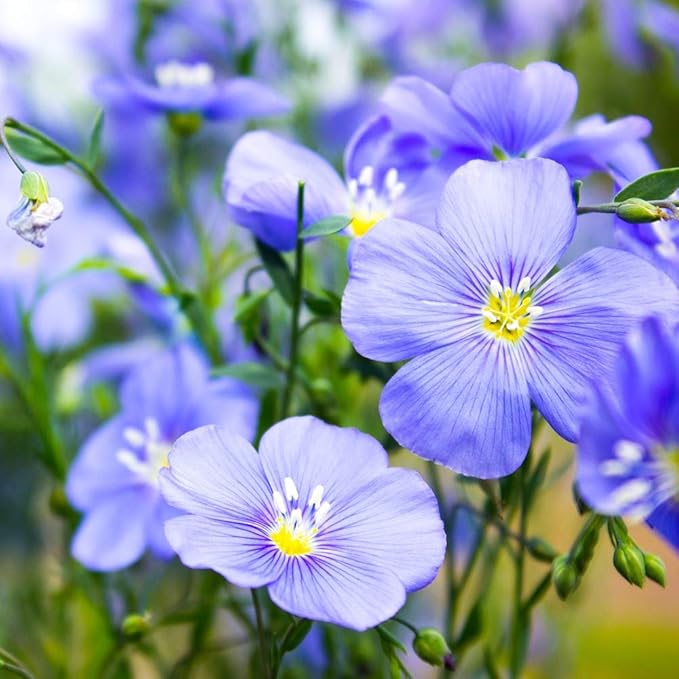 Outsidepride Blue Flax Seeds - 1 lb Perennial Flower Seeds for Planting, Self-Seeding, Drought-Tolerant w/Compact Growth, Ideal for Small Gardens, Meadows, Borders, or Mass Plantings