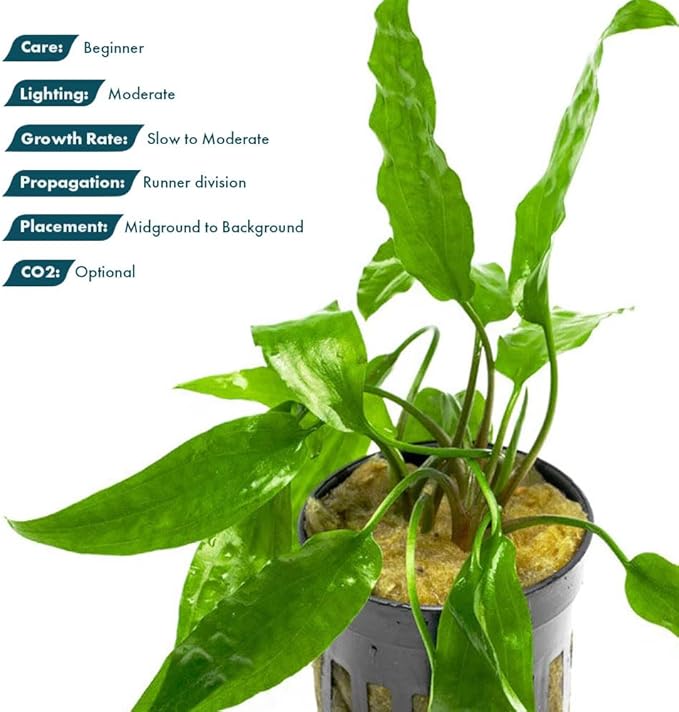 SubstrateSource Cryptocoryne Live Aquarium Plants - Freshwater Plant for Aquariums, Planted Fish Tanks - Beginner Friendly (Usteriana Green, 1 Pot (3-5 Plants))