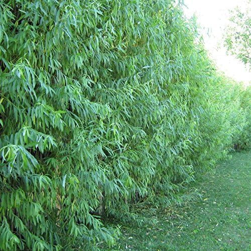 Big Buck Hunter Deer Attractant Tree Package - 5 Chestnut Seedlings, 5 Persimmons Seedlings, 5 White Oak Seedlings, 20 Hybrid Willow Cuttings - 35 Total Trees to Grow and Attract Whitetail Deer