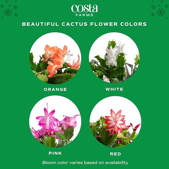 Costa Farms Christmas Cactus, 2-Pack, Fully Rooted Zygo, Live Indoor Holiday, Thanksgiving, and Christmas Room Decor, 10-Inches Tall