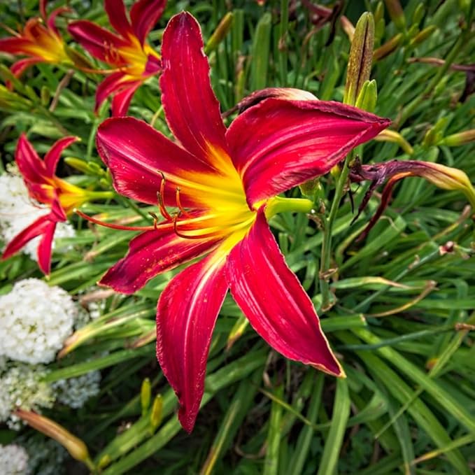 3 Red Daylily Bulbs for Planting, Reblooming Daylilies Bulbs, Perennial Flowers Bulbs