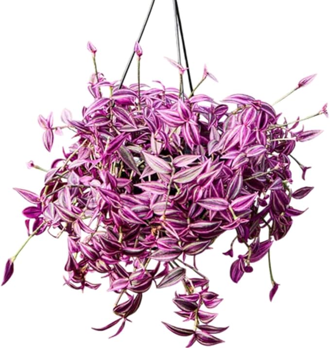 Pink Wandering Jew Live Plant, Tradescantia Zebrina Live Plant Indoors Outdoors, Purple Pink Paradise Leaves, Air Plant for Home and Office, 2" Pot