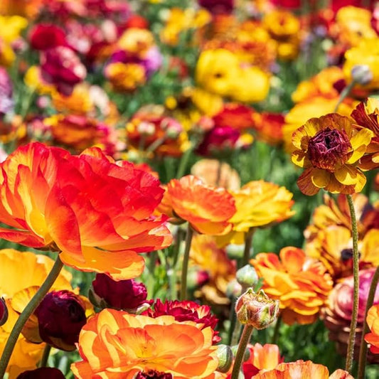 25 Picotee Ranunculus Bulbs Color Mix for Planting - Buttercup Flower Bulb Value Pack - Plant in Gardens, Containers & Flowerbeds - Easy to Grow Fall Perennial Flowers Bulbs by Willard & May