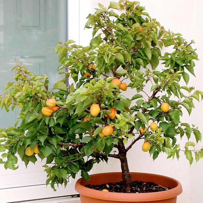 Gardenera Premium Apricot Potting Soil Mix - Ideal Nutrient Blend for Growing Robust, Flavorful, and Bountiful Apricots - 3 Quart