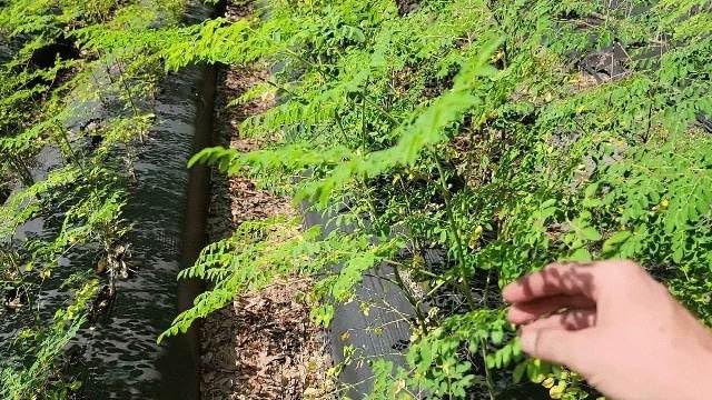 Moringa Tree 2 Live Moringa Plants with Free Moringa Seeds - Drumstick Tree - Miracle Tree - Malunggay - Non-GMO - Organically Grown - Herb