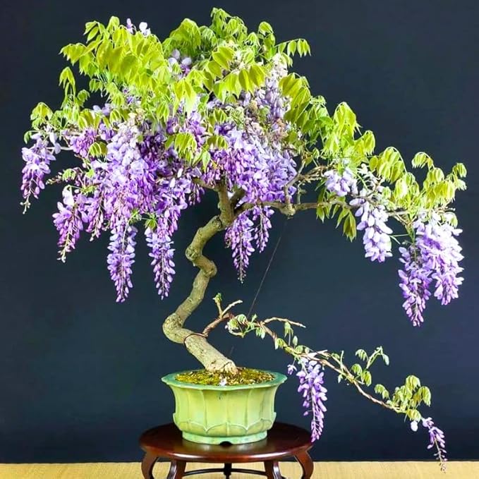 Purple Wisteria Live Plant in 2.5" Pot, 6-12 Inch Tall Fragrant Wisteria Vine for Garden Trellis and Containers