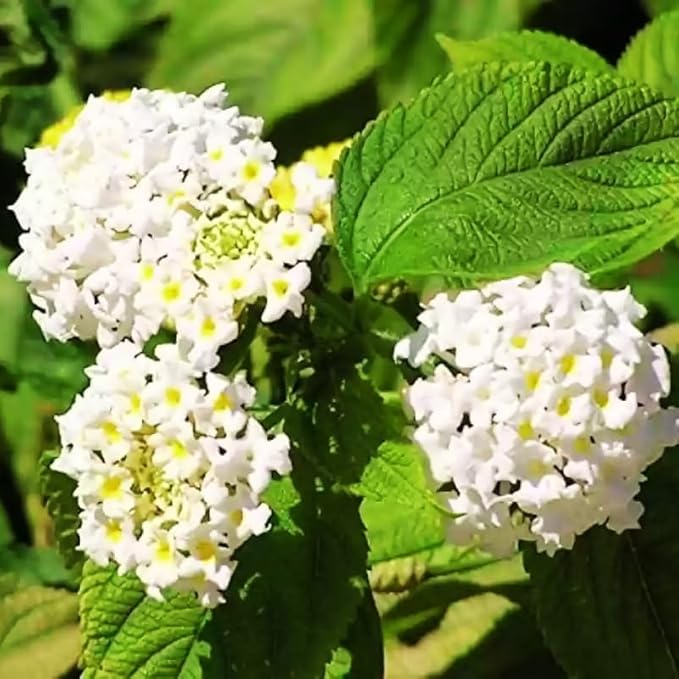 Pack 2 White Trailing Lantana Plants Live for Planting Outdoors, 2 to 5 Inch Tall, Live Lantana Plants Well Rooted, Fragrant Flowers