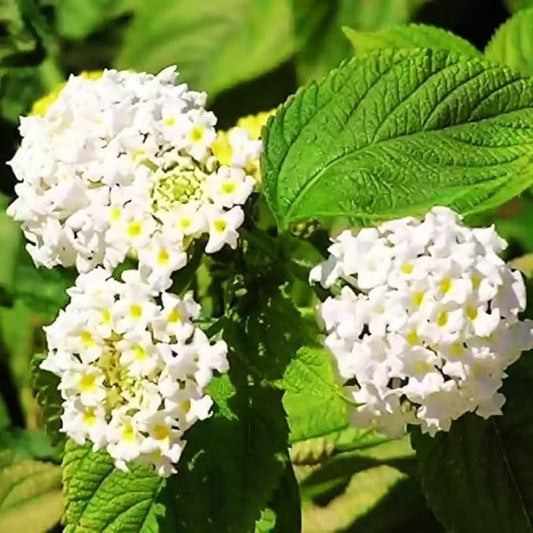 Pack 2 White Trailing Lantana Plants Live for Planting Outdoors, 2 to 5 Inch Tall, Live Lantana Plants Well Rooted, Fragrant Flowers