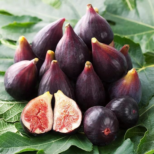 Celeste Fig Plant (4 Pack) | Live Fruit Plant for Planting | Sweet & Juicy Figs for Fresh Eating & Drying | Cold-Hardy & High-Yielding Tree | Perfect for Organic Gardens & Sustainable Living