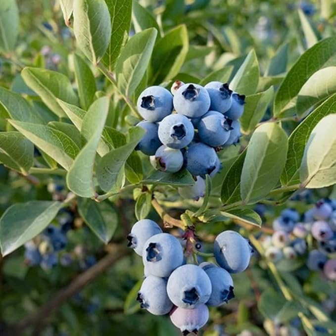 Sharpblue Blueberry Plant Live for Planting, 4-8 Inch Tall Starter Plant, Hardy Blueberry Bush for Garden or Patio