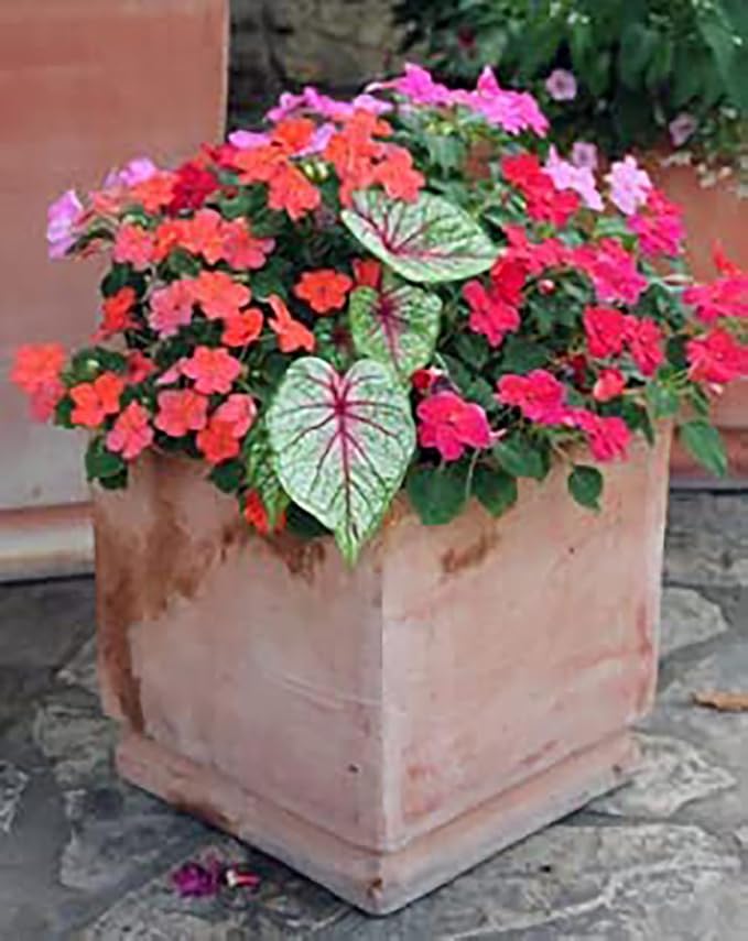Florida Sunrise Caladium Bulbs - One Top Size Bulb - Bright Yellow and Green Foliage - Giant Caladium for Gardens and Pots - Hardy in Zones 9-11 - Caladium Plants for Shaded Areas