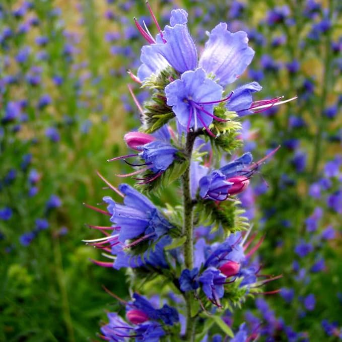 1000 Wild Vipers Bugloss Seeds Meadow Wildflower Blue Echium Vulgare Plant Seeds for Planting
