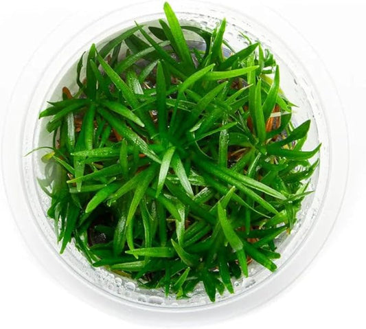 SubstrateSource Live Plant - Helanthium tenellum 'Broad Leaf' - Foreground Rosette with Bright Green Leaves, Snail-Free in Vitro Aquarium Plant - Tissue Culture