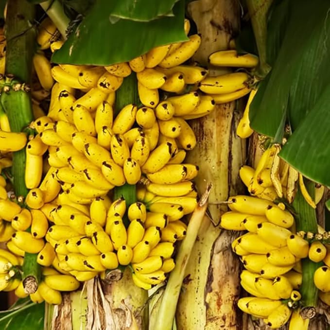 Truly Tiny Banana Plant Live for Planting, Banana Trees Live Plants for Outdoor Indoor Planting, Cold Hardy, 4-7" in Tall, No Pot, Musa Plant