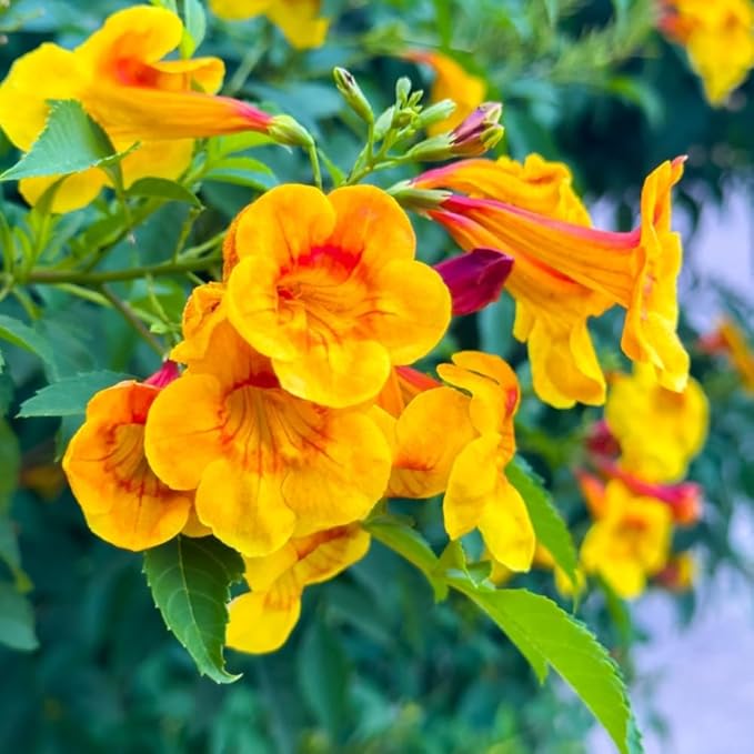 2 Mix Honeysuckle Plants Live, Fragrant Honeysuckle Climbing Vine for Garden, Trellis, or Fence, Starter Plugs 4-8 Inch (Yellow Orange Blooms)