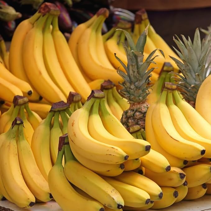 Dwarf Cavendish Banana Plant Live for Planting, Banana Trees Live Plants for Outdoor Indoor Planting, Cold Hardy, 4-7" in Tall, No Pot, Musa Plant