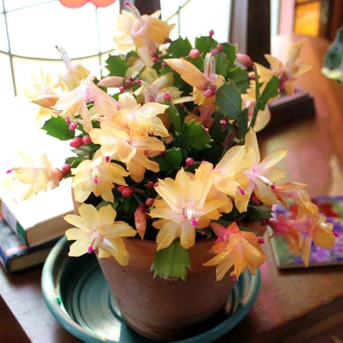2 Yellow Christmas Cactus Plants Live, 4 to 7 Inch Tall Colorful Christmas Cactus, Holiday Flower Houseplant, Indoor Outdoors Easy Care Plants for Home Garden