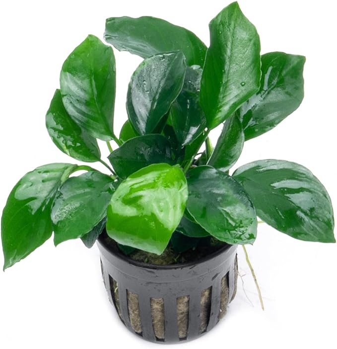 SubstrateSource Anubias Live Aquarium Plants - Potted Freshwater Plant for Fish Tanks, Terrariums - Beginner Friendly Low Light (Barteri Broad Leaf, 3 Pots)