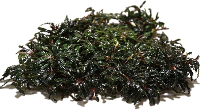 SubstrateSource Live Plants – Bucephalandra Belindae (Bucephalandra belindae) – Low to Medium Light, Dark Iridescent Green Color, Foreground to Midground Placement, Rhizome Growth - Loose, 1 Pack