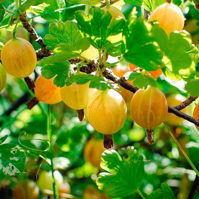 Sweet Gooseberry Plant Live for Planting, Gooseberry Bushes Live Plant 5 to 9 Inch Tall, Gooseberries Fruit