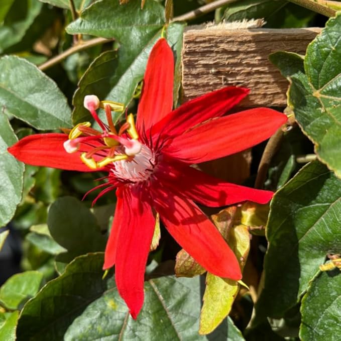 Passion Flower Plant Live, 5 to 8 Inch Tall Passiflora Vine, Fragrant Climbing Plant for Garden or Trellis, No Pot, Well-Rooted (Red Passion Flower)